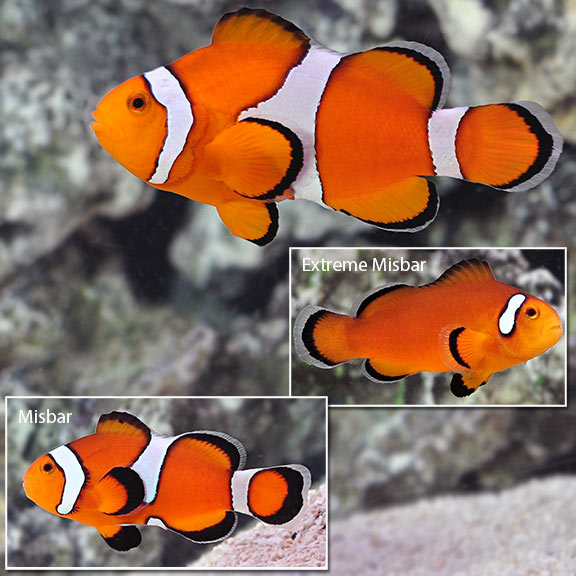 Captive-bred ocellaris clownfish