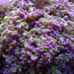 a close up view of a brightly colored frogspawn coral with a striking contrast between a vibrant green fleshy body and bright purple tips.