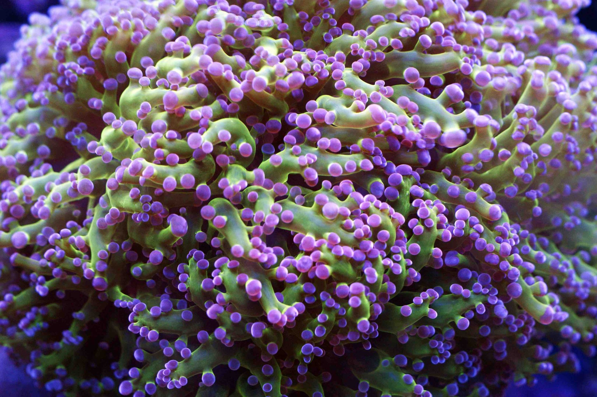 Green and purple frogspawn coral extended in a reef aquarium