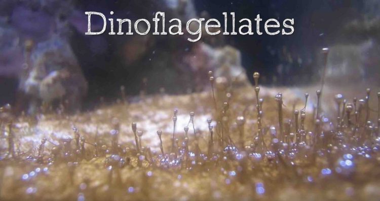 dinoflagellate algae clumped together on a white sandbed. Light brown in color with air bubbles attached to the end