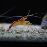 Two red and orange skunk cleaner shrimp on a white sandbed standing next to a trochus snail with some purple coraline encrusting algae on its shell