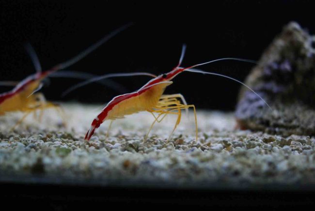 Scarlet skunk cleaner shrimp representing the saltwater aquarium cleanup crew guide