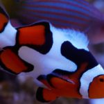 Clownfish