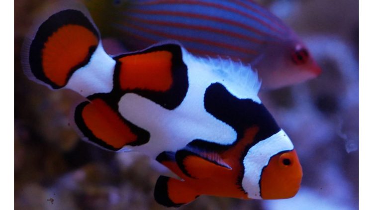 10 Common Saltwater Aquarium Beginner Questions! - My First Fish Tank - First Tank Saltwater Fish Beginner Guide