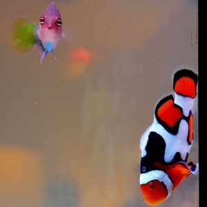 close up of two fish in an aquarium, a clownfish and six line wrasse