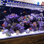 Compare the Three Beginner Saltwater Aquarium Builds