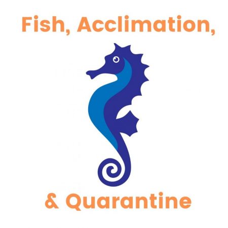 Saltwater fish acclimation and quarantine guide