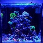 Waterbox 10 saltwater aquarium, shows saltwater aquarium example instagram,