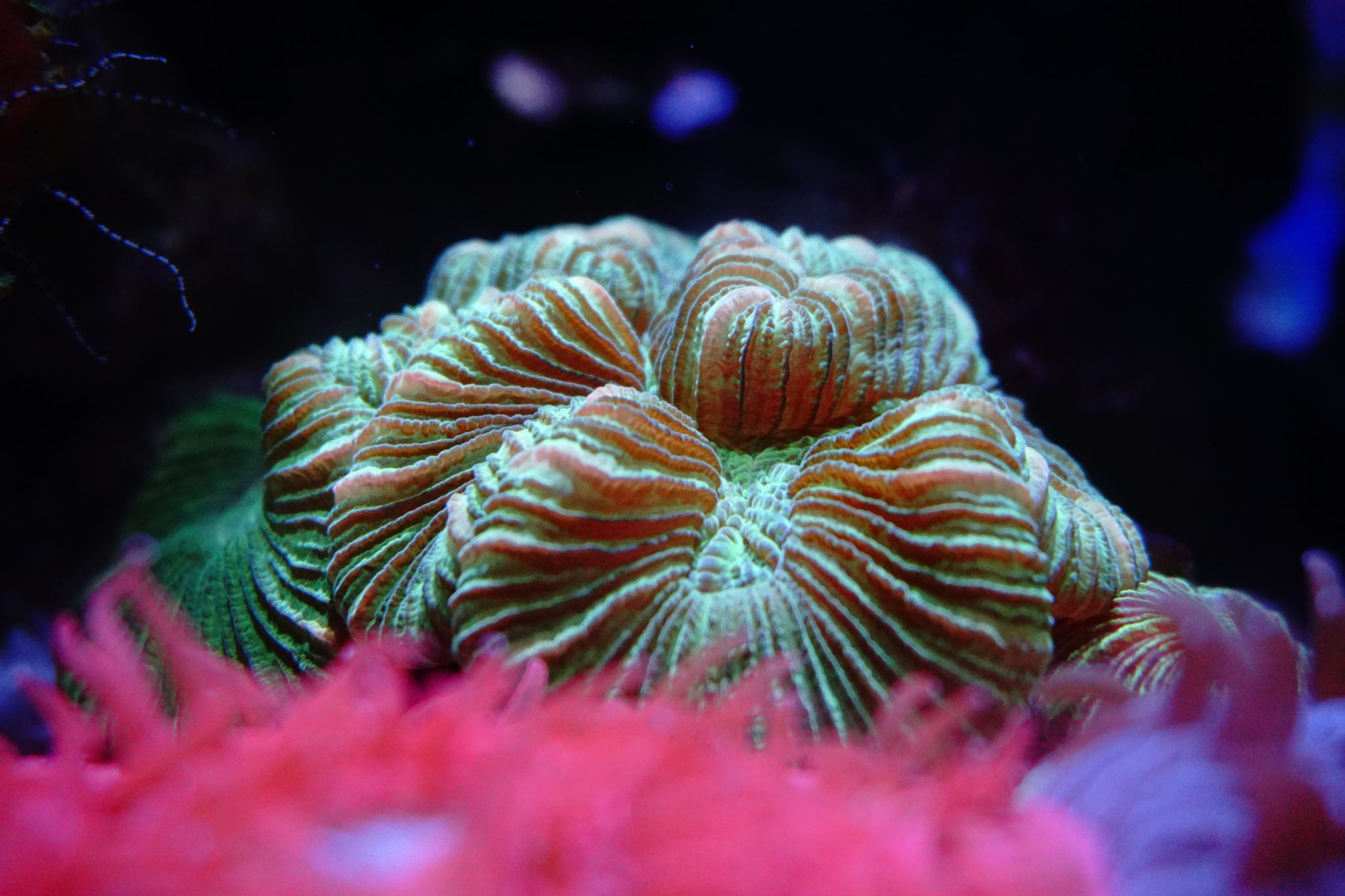 Soft coral and LPS reef aquarium