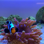 Clownfish on anemone