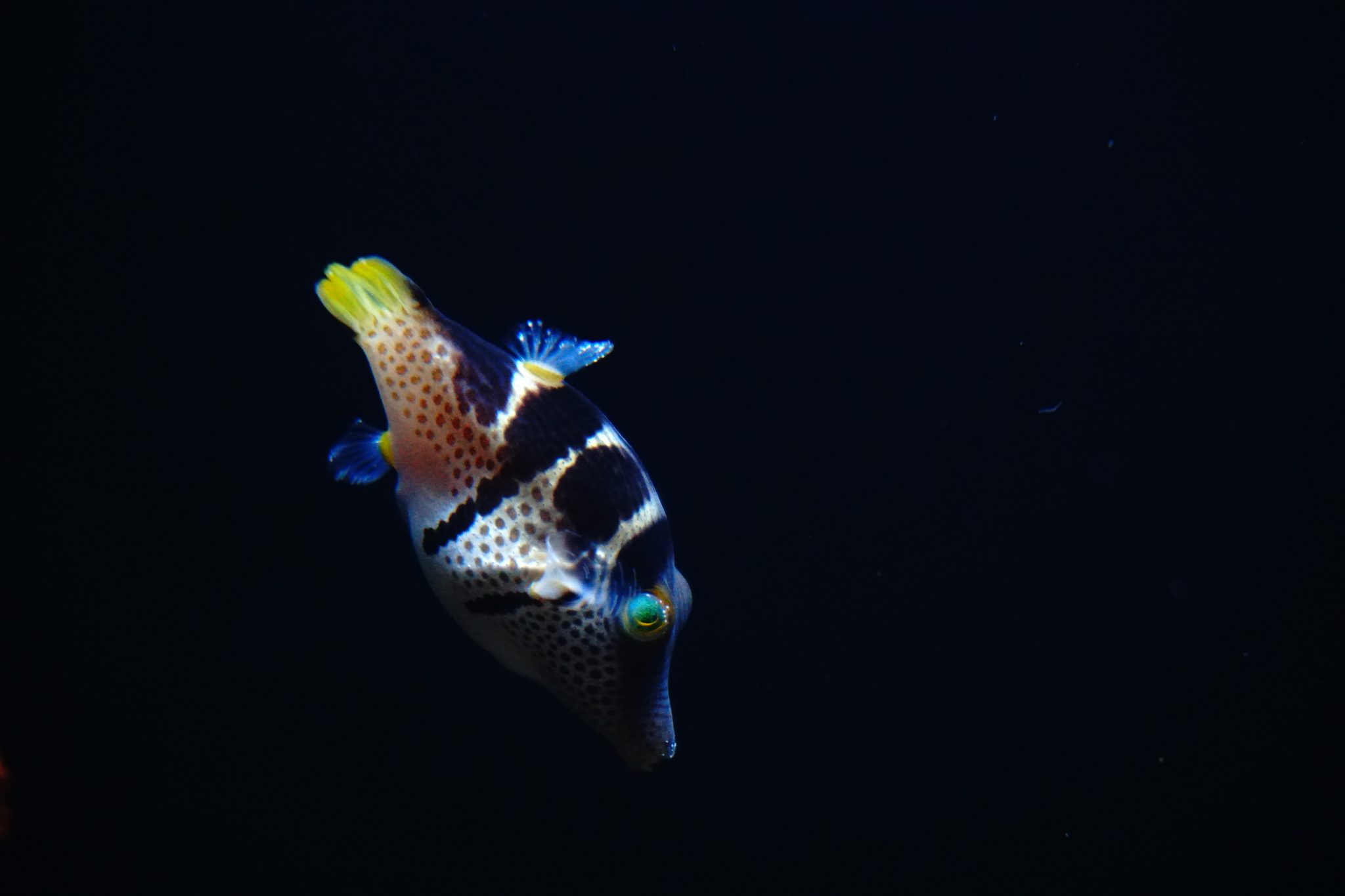 Patterned saltwater fish swimming against a dark aquarium background