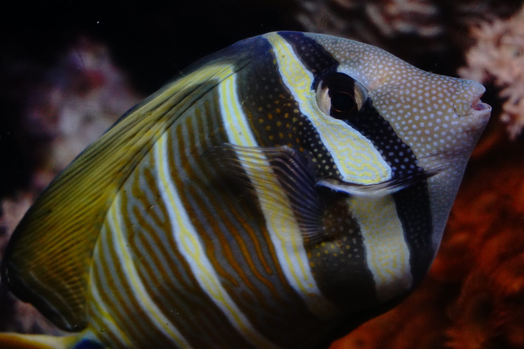 Close-up of a sailfin tang in a reef aquarium