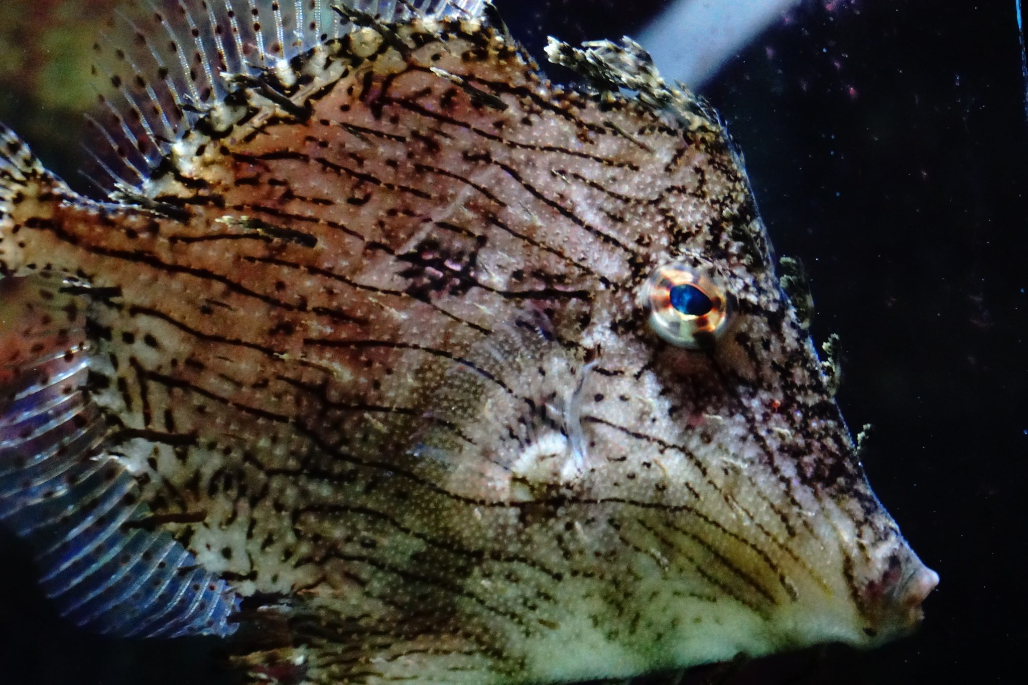 Close-up of a lionfish in a saltwater aquarium