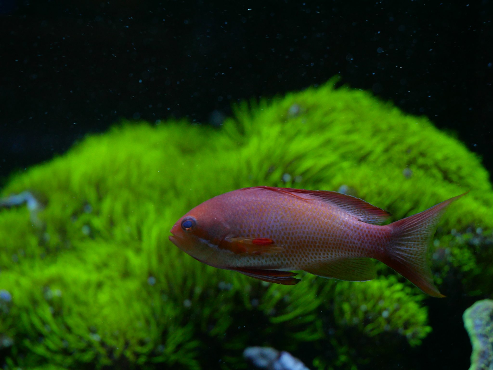 Red reef fish swimming in front of bright green coral
