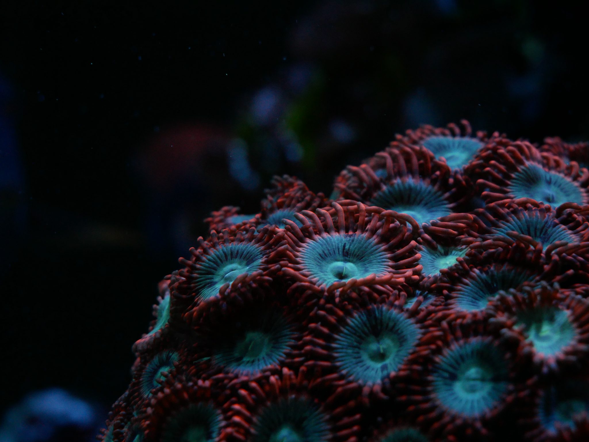 Red and blue zoanthid coral colony in a reef aquarium