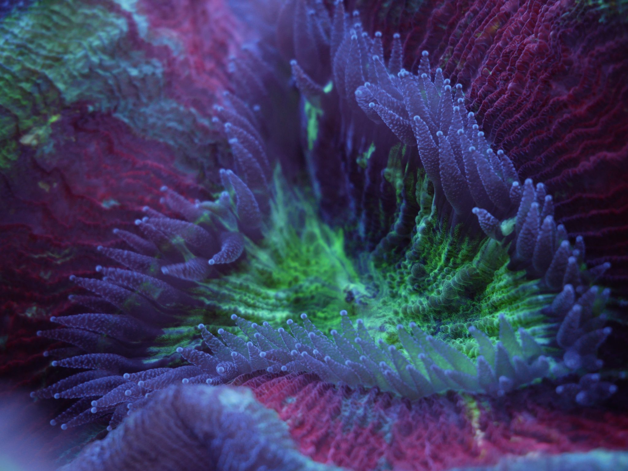 Close-up of green and purple coral polyps in a reef aquarium