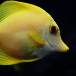 A side view of a swimming yellow tang on a black background