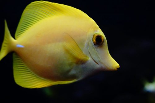 Reef aquarium featured in the common saltwater aquarium beginner mistakes guide