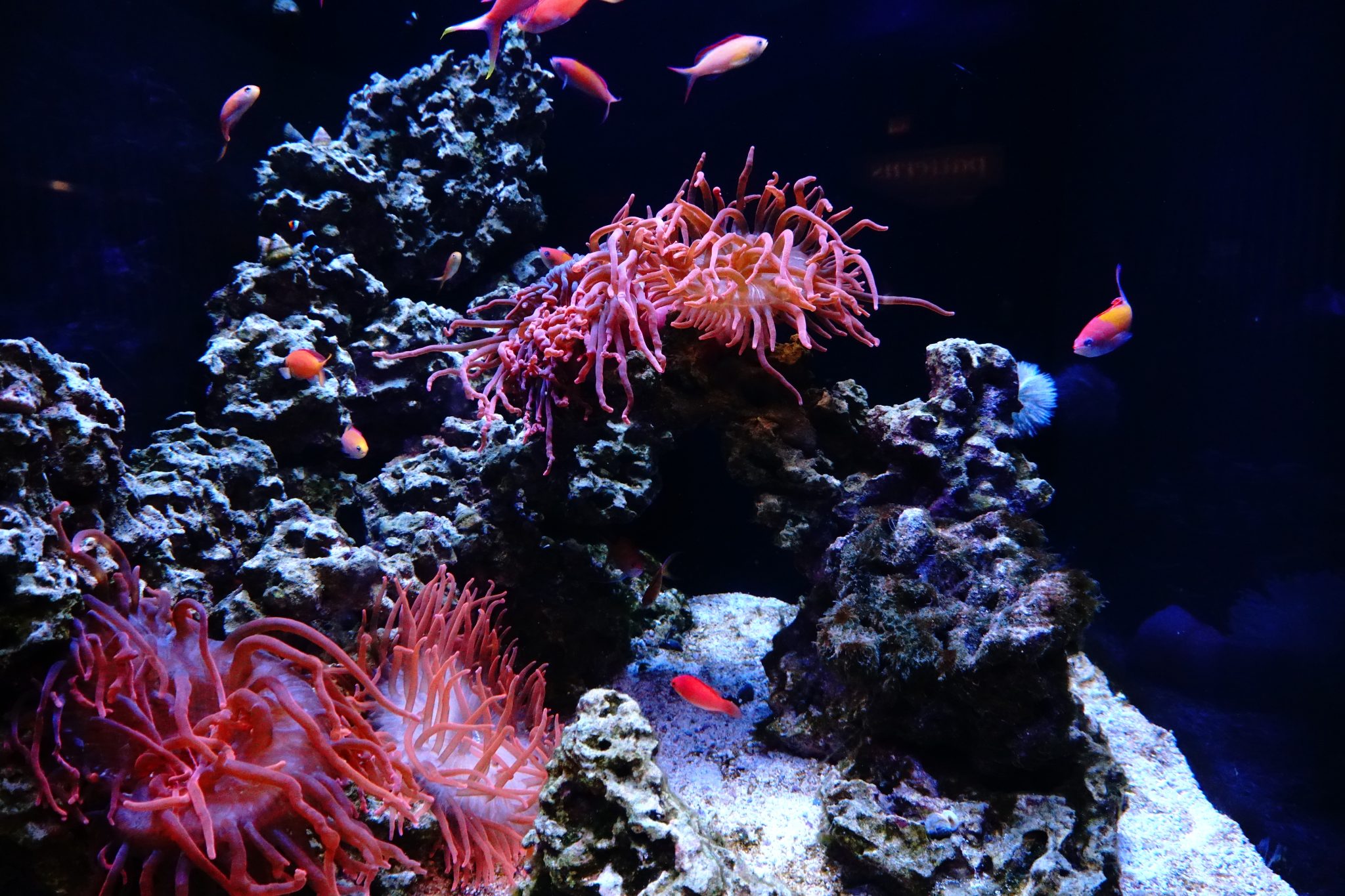 Dry reef-rock aquascape arranged inside a saltwater aquarium
