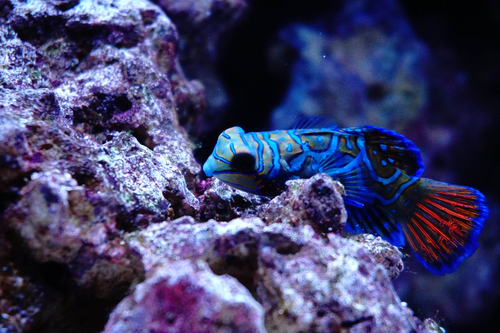 Reef-rock aquascape dry-fitted on a work surface