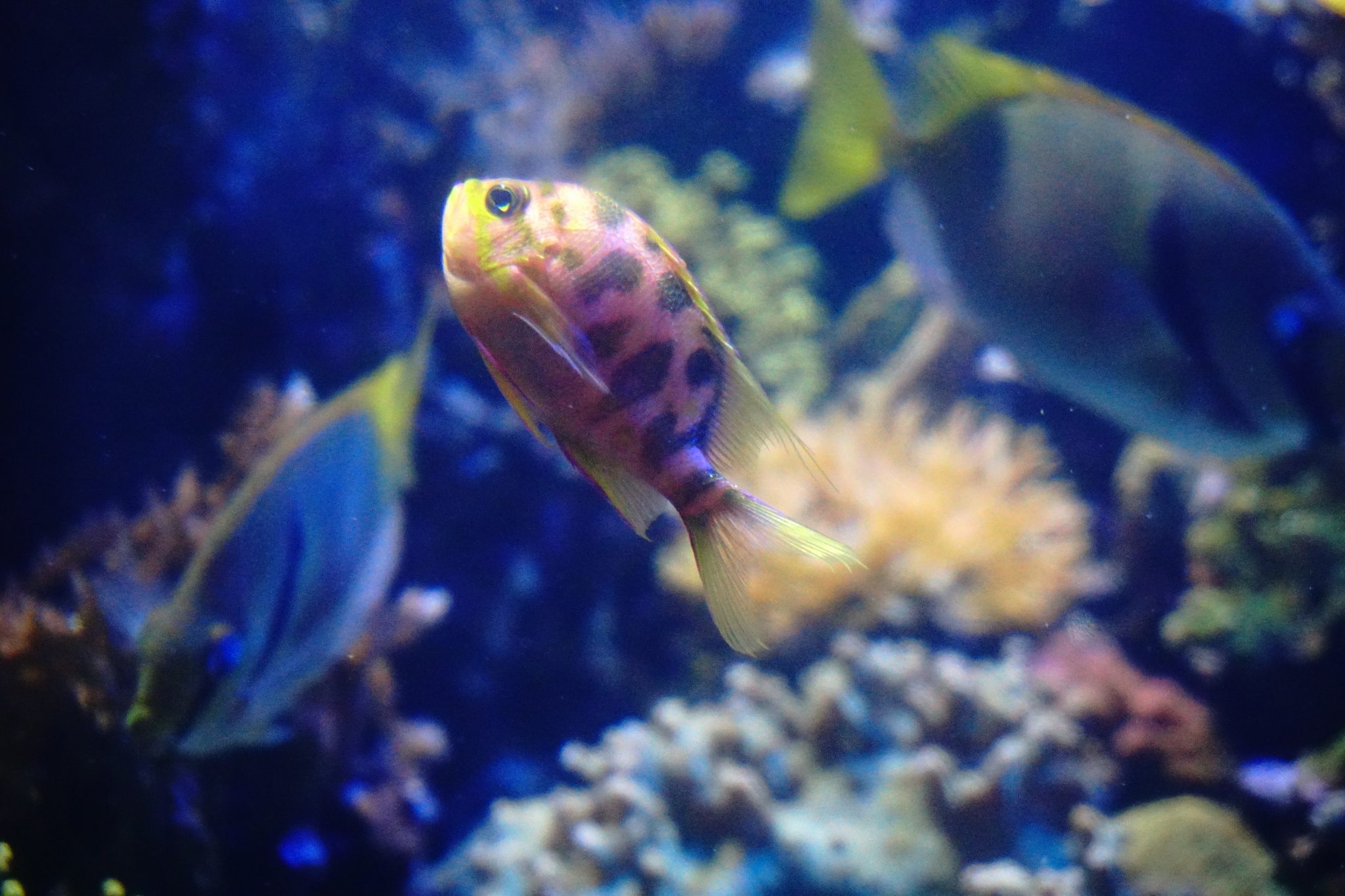 Reef aquarium display with rockwork, corals, and swimming fish