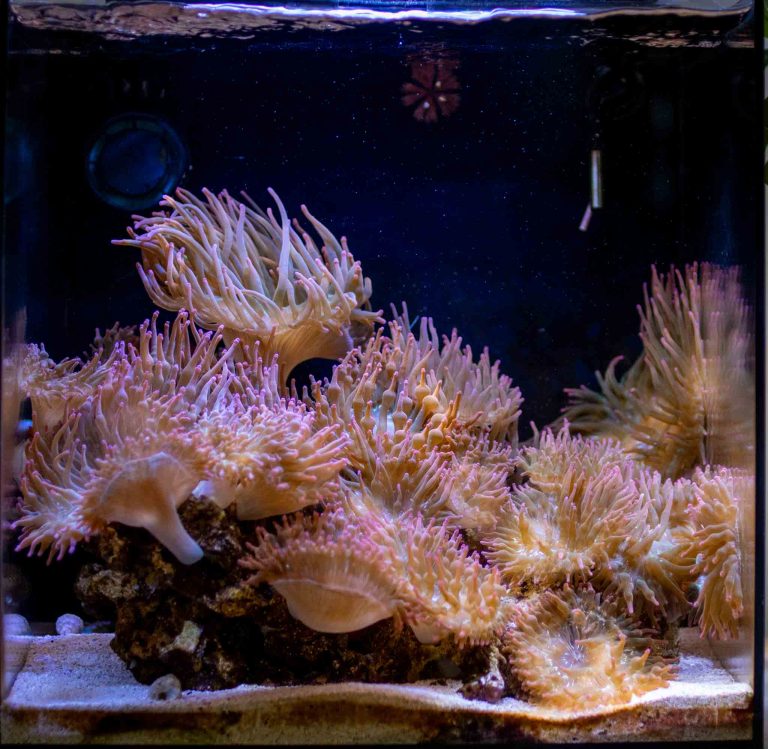 Image showcasing Saltwater Aquarium Tips For Beginners: Don't Fail Year One - My First ...