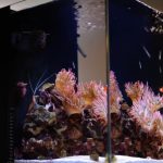 saltwater aquarium tank on cabinet with clownfish and anemones