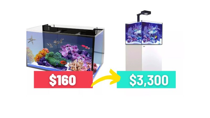 View of Top Six Beginner Saltwater Aquariums: Best Picks for New Hobbyists