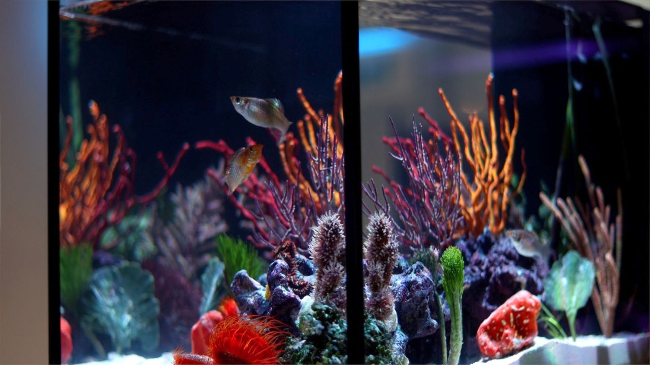 close up view of peninsula style saltwater aquarium filled with colorful coral, macroalgae, invertebrates, and fish.
