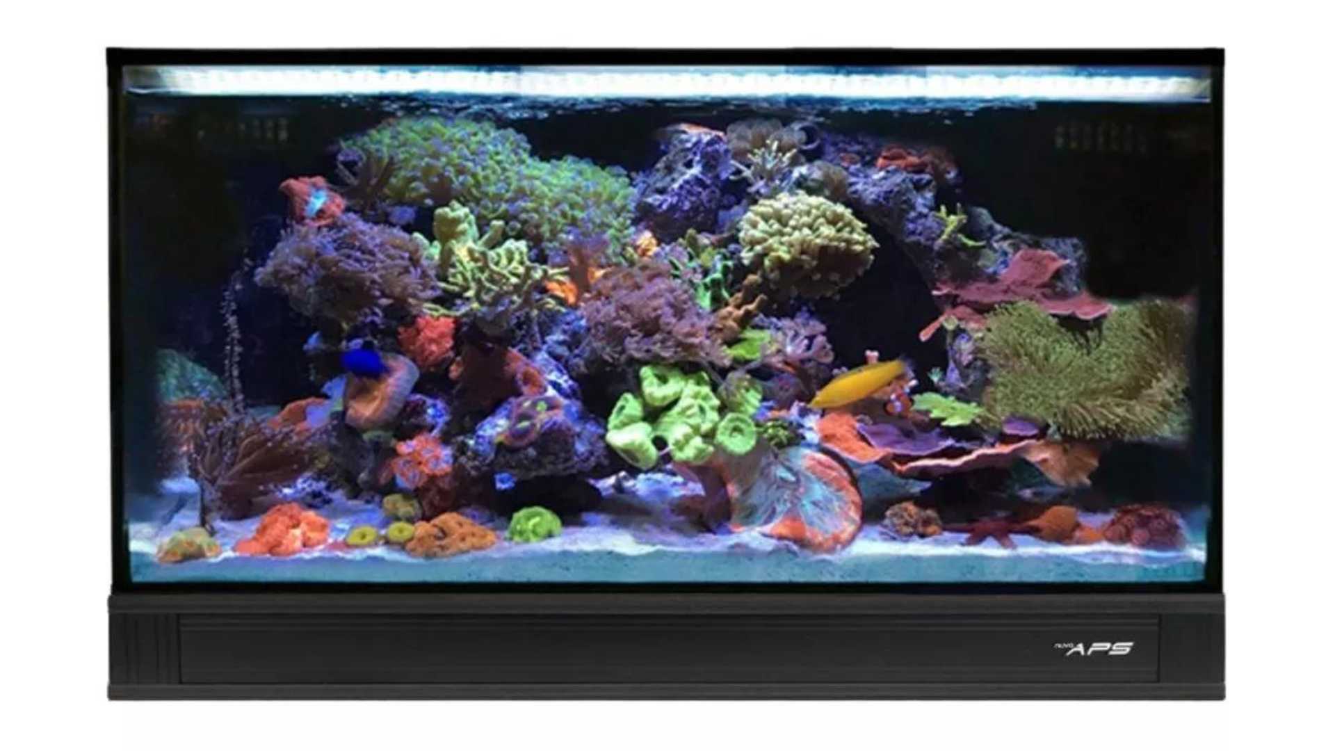 Innovative Marine 25 gallon lagoon aquarium