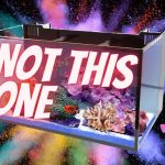 black background with a rainbox chalk burst. A 20 gallon saltwater aquarium in the foreground filled with colorful fish and corals with 4 rainbow arrows pointed at it and the words "not this one" over top of it.