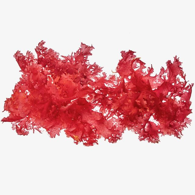 Red Dragon's Breath macroalgae with branching growth