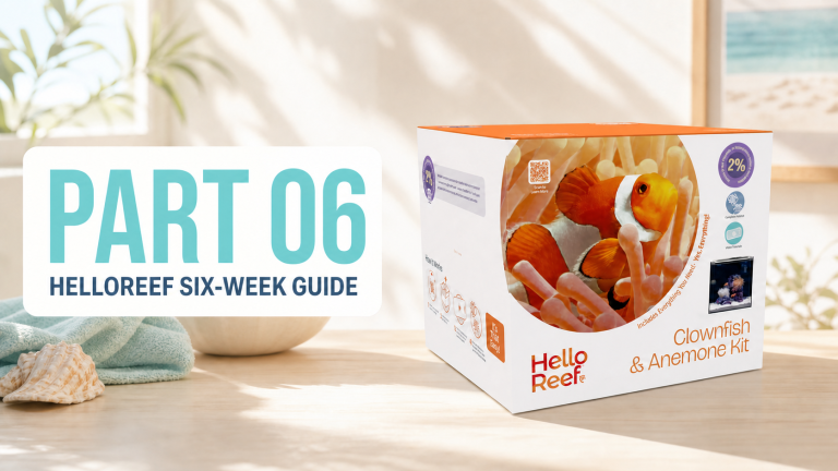 Part 06 of the HelloReef six-week guide featuring the HelloReef Clownfish and Anemone Kit