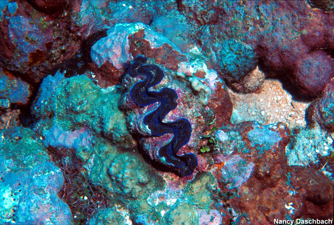 Giant clam with a dark blue mantle growing on a coral reef